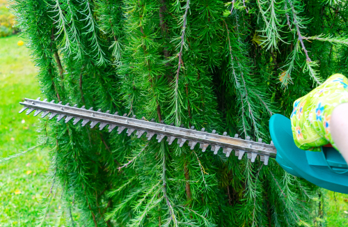 Seasonal,Pruning,Trees,With,Pruning,Shears.,Female,Gardener,Hand,In